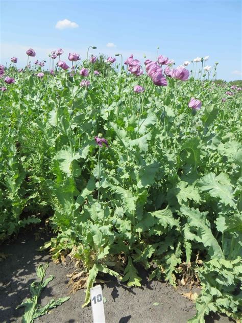 Ilustrácia napadnutia maku siateho plesňou makovou