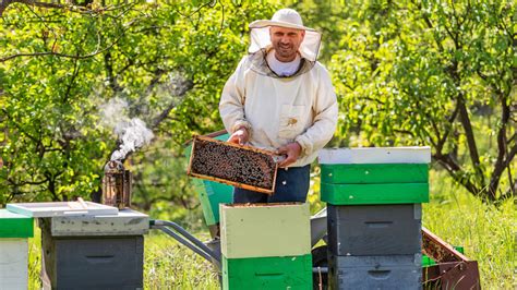 Včelár kontrolujúci úle v organickej farme na Kube