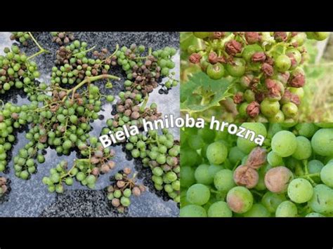 Tematické foto zdravého a poškodeného viniča a hrozna