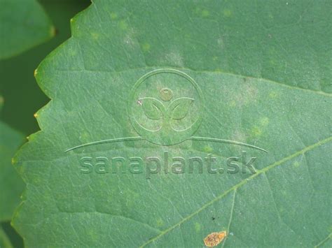 Detail bieleho povlaku múčnatky na liste a bobuli viniča