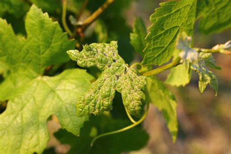 Deformované listy viniča po úlete herbicídu