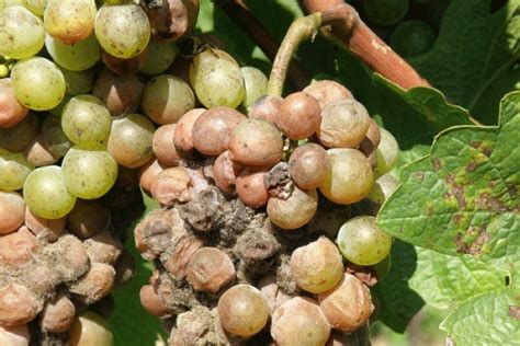 Detail strapca hrozna napadnutého plesňou sivou