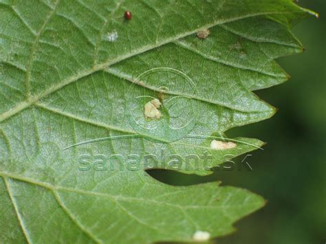 Hálky fyloxéry na spodnej strane listu viniča