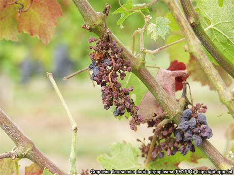Húsenice obaľovača v strapci hrozna