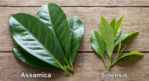 Schéma: Rozdiel medzi odrodami Camellia sinensis a Camellia assamica