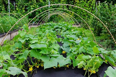 Vizualizácia správne nainštalovanej kari siete pre pestovanie uhoriek