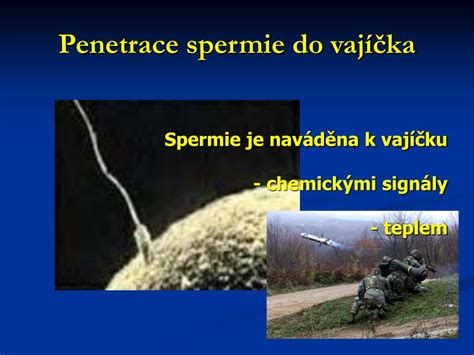 Štruktúra spermie a vajíčka