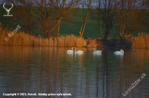 Fotografia biotopu Kačice divej (jazero s rastlinstvom)