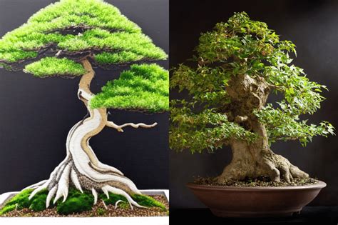 Tematické foto: bonsaj ako umenie