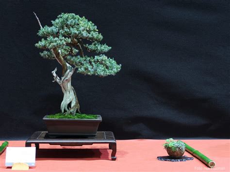 schéma: Správne ukotvenie a navíjanie drôtu na bonsaji