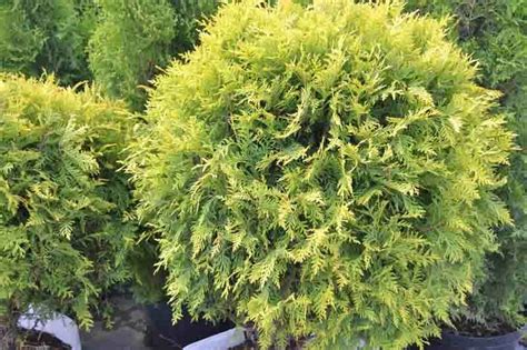 Porovnávacia infografika zobrazujúca rozdiely vo veľkosti a tvare medzi Thuja occidentalis 'Golden Smaragd' a Thuja occidentalis 'Golden Globe'.