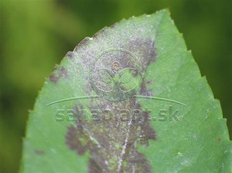 Ilustrácia rôznych typov listových škvrnitostí na rastlinách