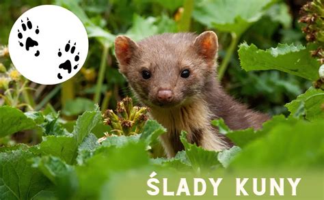 Ilustrácia porovnávajúca sfarbenie a tvar náprsenky kuny lesnej a skalnej