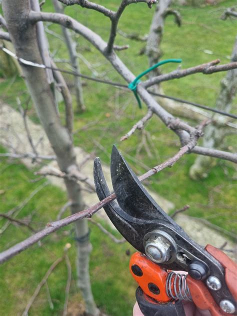 Jabloň pred a po zmladzovacom reze