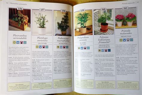 Infografika správneho umiestnenia izbových rastlín pre harmonický domov