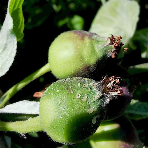 ilustrácia znázorňujúca šírenie baktérie Erwinia amylovora v strome