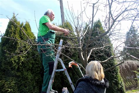 ukážka správneho hlbokého rezu na konári