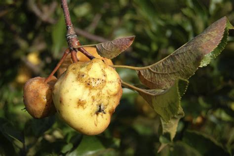 koláž rôznych príznakov chorôb jabloní: chrastavitosť, múčnatka, hrdza