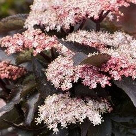 kultivar bazy čiernej 'Golden Tower' s výrazne žltými listami