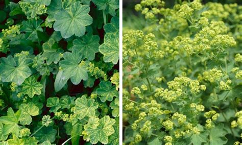 Ilustrácia rastliny alchemilka obyčajná s typickými listami a drobnými žltozelenými kvetmi