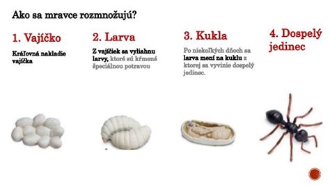 Infografika znázorňujúca kasty mravcov: kráľovná, robotnica a samec