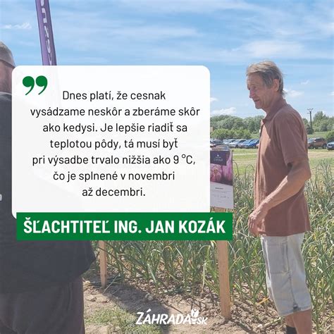 Schéma: Správna hĺbka a orientácia strúčika pri výsadbe do pôdy