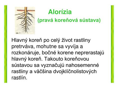 ilustrácia alorízie (hlavný koreň s bočnými koreňmi)