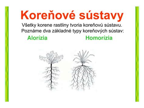 galéria obrázkov rôznych metamorfóz koreňov (zásobné, barlovité, vzdušné, haustóriá)