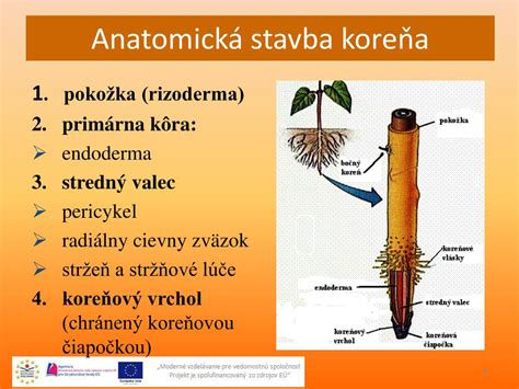 schéma - rôzne typy koreňových systémov stromov (hlboké, srdcovité, plytké)