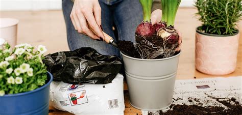 Detailný pohľad na mladú sadenicu ruže a postup prepichovania do kvetináčov