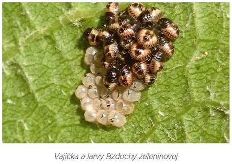 Detail larvy kvetárky kapustovej na koreni