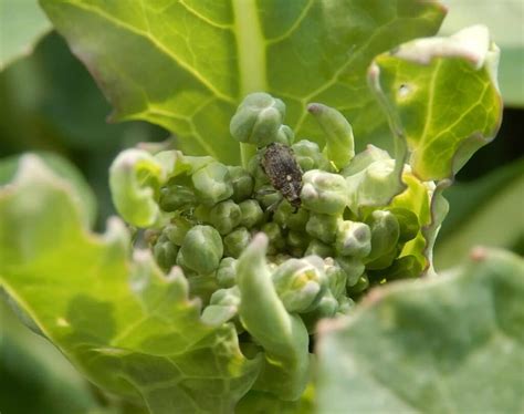 Hálky na koreni kapusty spôsobené krytonosom
