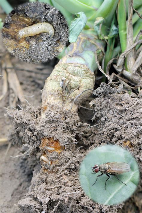 Nádory na koreni kapusty spôsobené nádorovitosťou