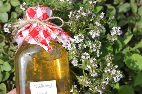 Ilustrácia rôznych spôsobov využitia materinej dúšky: čaj, sirup, kozmetika