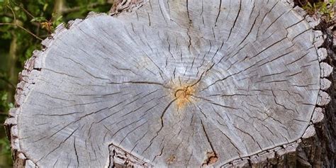 Fotografia: kmeň ovocného stromu po bielení v zime