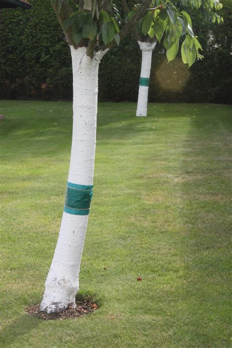 Fotografia: detail čistenia kmeňa stromu drôtenou kefou
