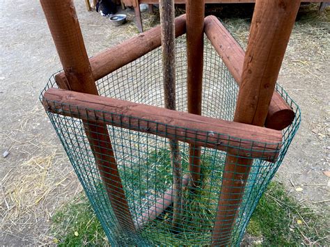 Fotografia: mladý ovocný strom s ochranou kmeňa proti zvieratám (zajačie pletivo)