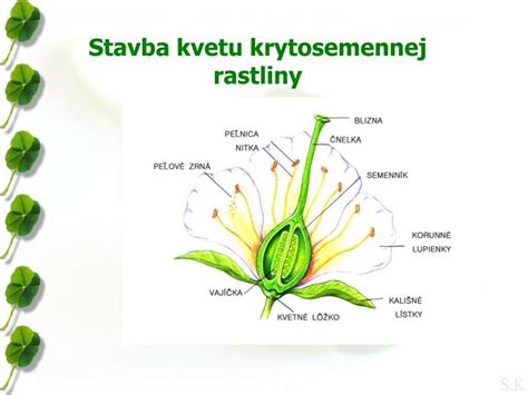 Schéma botanickej stavby kvetu jazmínu s vyznačením piestika a korunných lupienkov