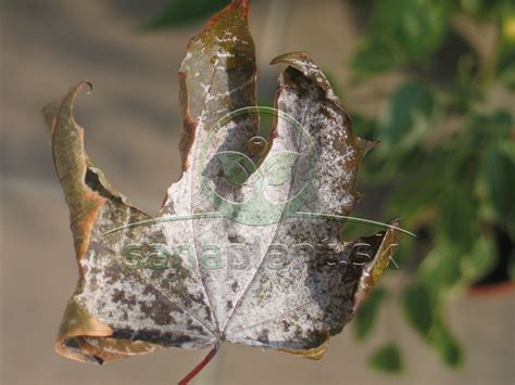 Ilustrácia chorôb na listoch japonského javora (napr. múčnatka, spálenie)