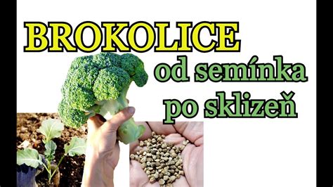 Schéma rastového cyklu brokolice od výsevu po zber