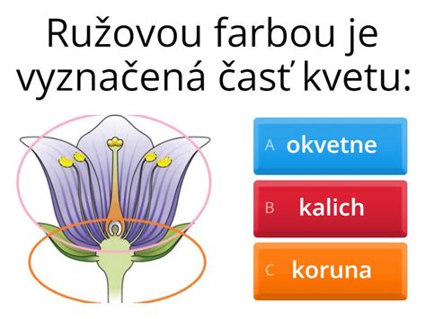 Detail žltého kvetu divozelu veľkokvetého s oranžovými peľnicami