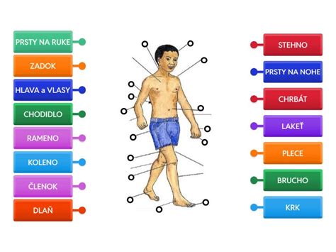 Diagram ľudského tela s vyznačenými oblasťami s obmedzenou regeneračnou schopnosťou