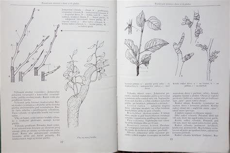 Schéma znázorňujúca rozlíšenie podrodov rodu Cyclamen podľa morfologických znakov