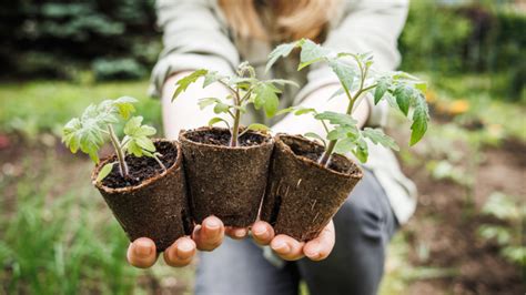 Schéma správneho zasadenia priesady rajčiaka