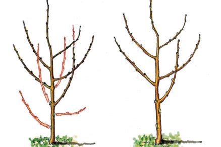 Ilustrácia viničového kra pred zimným rezom