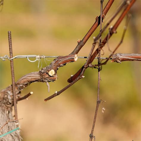 Ilustrácia rôznych typov rezu viniča (krátky, stredný, dlhý)