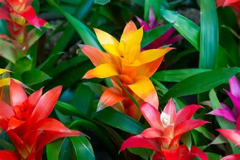 Ilustrácia vhodnej zmesi substrátu pre bromélie a priehľadného plastového kvetináča