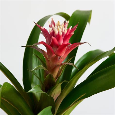 Detail listovej ružice bromélie s nazbieranou vodou