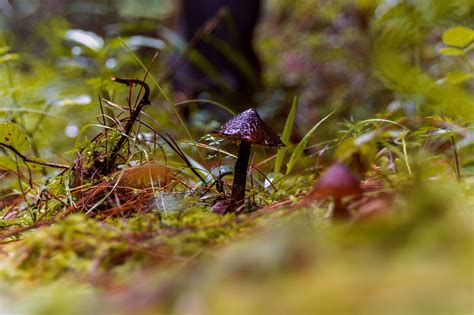 Detailná schéma spór a plodničiek huby spôsobujúcej antraknózu na poškodenom pletive