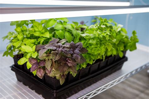 Sadenice rajčín na parapete s dostatkom svetla a vlhkosti.